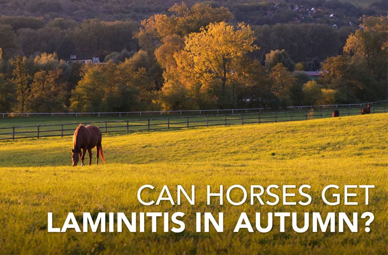 Can horses get laminitis in Autumn?